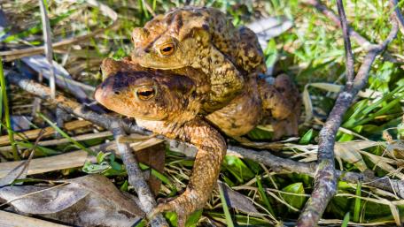 Frog couple on each other wallpaper