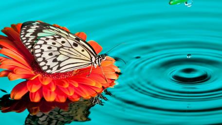 Graceful Butterfly on a Vibrant Flower wallpaper