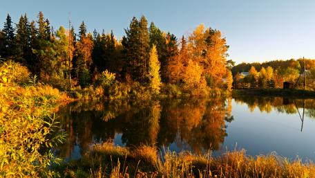 Fall trees reflection wallpaper