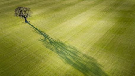 Lone tree with huge shadow wallpaper