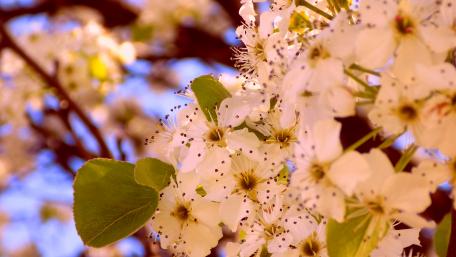 Spring time wallpaper