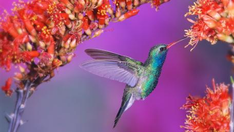 Hummingbird's Delicate Dance of Nature wallpaper