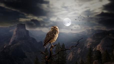 Peaceful Owl Beneath the Moonlit Sky wallpaper