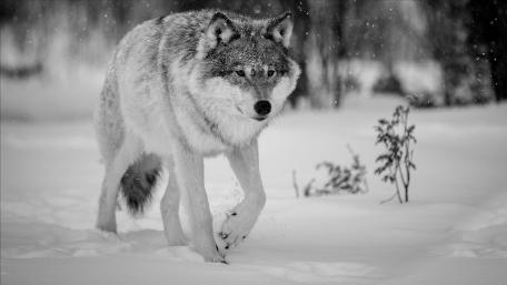 Majestic Wolf in Winter Wonderland wallpaper