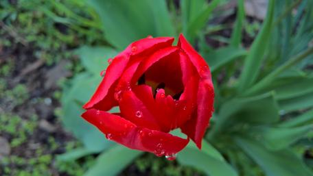 Red tulip wallpaper