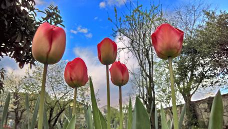 Vibrant Tulips Under Clear Skies wallpaper