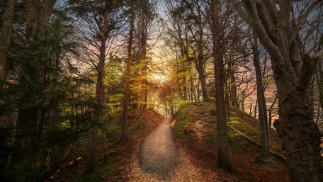 Serene Forest Pathway at Dusk wallpaper