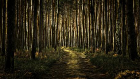 Whispers of the Dark Forest Pathway wallpaper