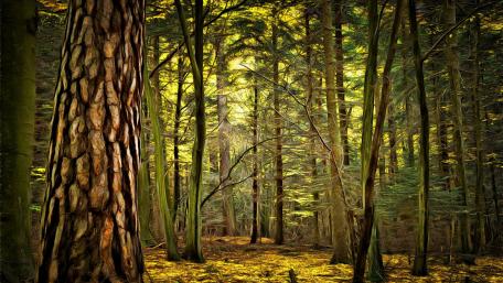 Serene Sunlight in a Forest Canopy wallpaper