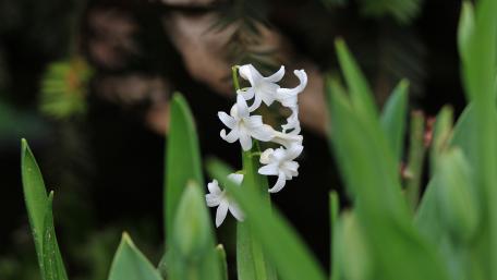 White hyacinth wallpaper