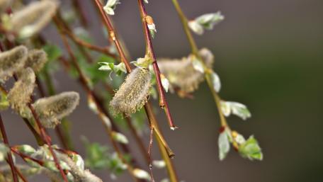 Catkin wallpaper