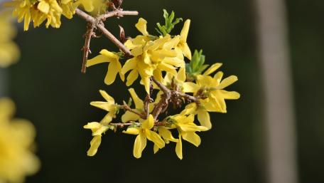 Laburnum wallpaper
