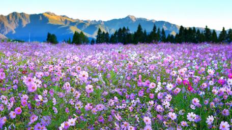 Gesang flower carpet wallpaper