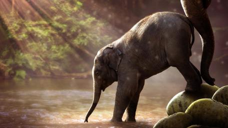 Calf elephant wallpaper