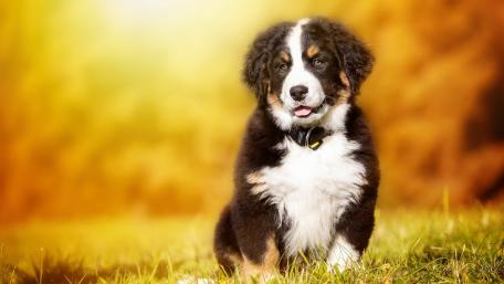 Bernese Mountain puppy wallpaper