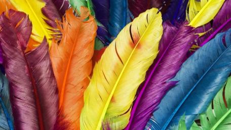 Vibrant Abstract Feather Display wallpaper