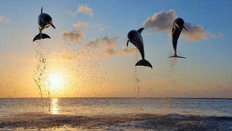 Dolphins Dance at Sunset wallpaper