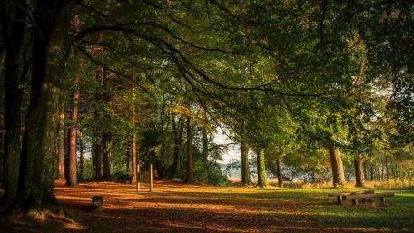 Quiet woods in Ireland wallpaper