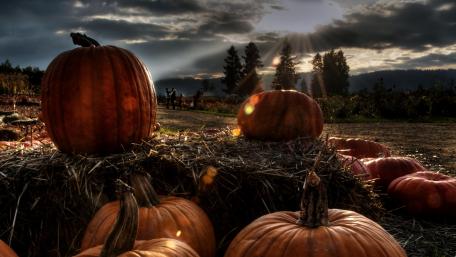 Pumpkins wallpaper