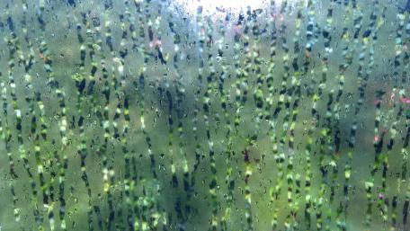 Humid window wallpaper