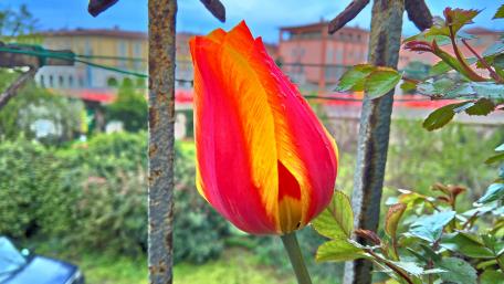 Vibrant Tulip in Spring Garden Scene wallpaper