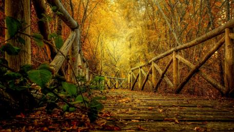 Autumn Serenity in the Woodland Pathway wallpaper