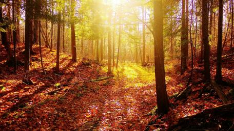 Golden Sunlight on Forest Pathway wallpaper