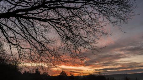 Serene Dusk Silhouette of a Tree Against a Colorful Sky wallpaper