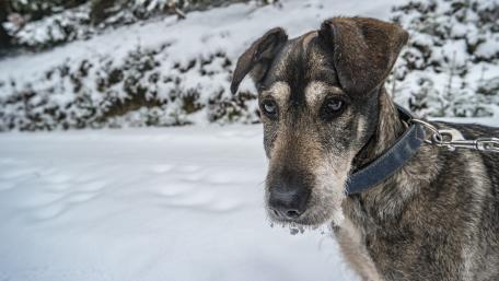 Dog wallpaper
