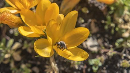 Honey Bee wallpaper