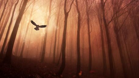 Ethereal Owl in Dreamy Forest Glow wallpaper