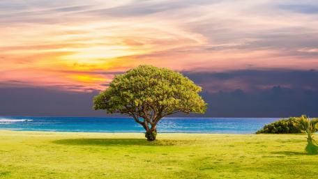 Lone tree in the shore wallpaper