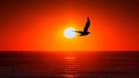 Bird silhouette in sunset wallpaper
