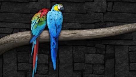 Colorful Parrots on a Branch Against a Dark Background wallpaper