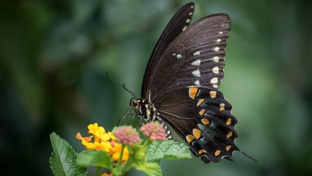 Black butterfly wallpaper