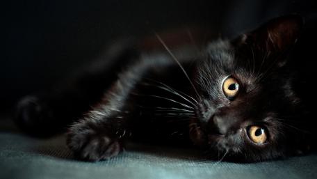 Mystical Black Cat with Captivating Eyes wallpaper