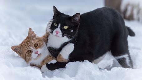 Feline Frolic in Winter Wonderland wallpaper