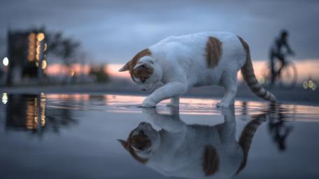 Confused cat wallpaper