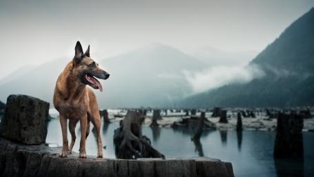 Majestic Dog by Serene Waters wallpaper