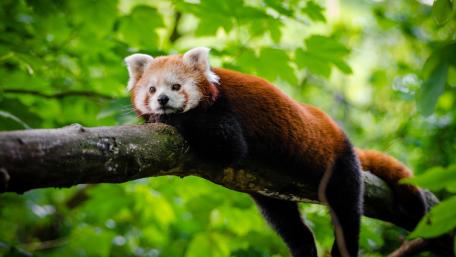 Charming Red Panda in a Lush Forest Scene wallpaper