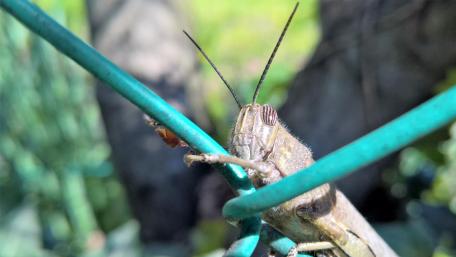 Close-Up of a Grasshopper on a Green Wire Fence wallpaper