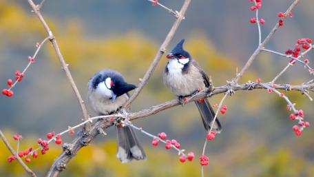 Red-whiskered bulbul wallpaper