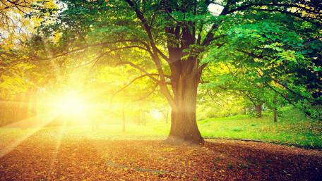 Golden Sunshine Filtering Through the Trees in the Park wallpaper