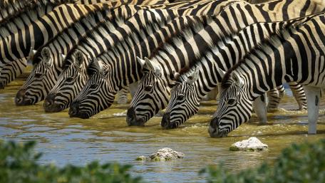 Zebras Gathering at Waterhole for Refreshment wallpaper
