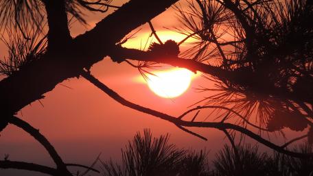 Pine tree silhouette in the sunrise wallpaper