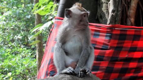 Monkey wallpaper