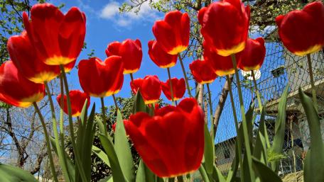 Vibrant Red Tulips Against a Blue Sky wallpaper