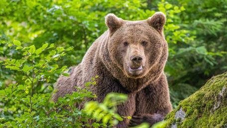 Majestic Bear in a Lush Wilderness Scene wallpaper