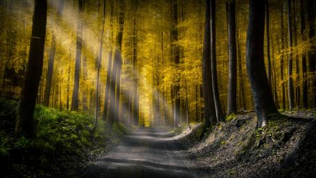 Sunlight in the forest wallpaper