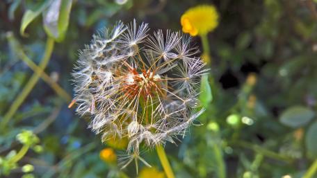 Delicate Dandelion in Focus wallpaper